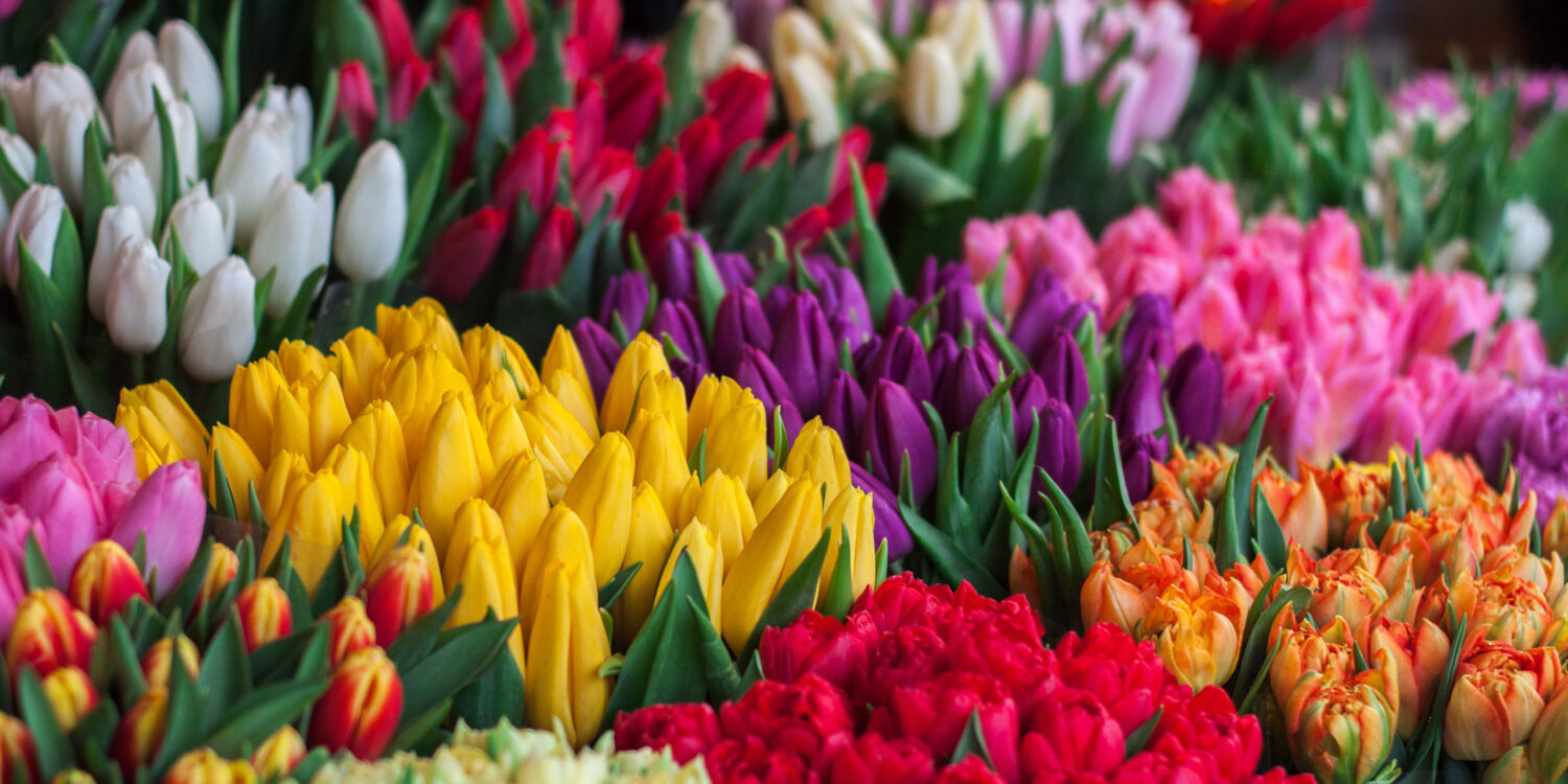 Different coloured tulips